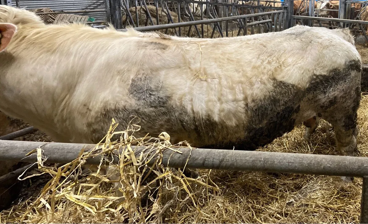 PBR Charolais bull - Image 4