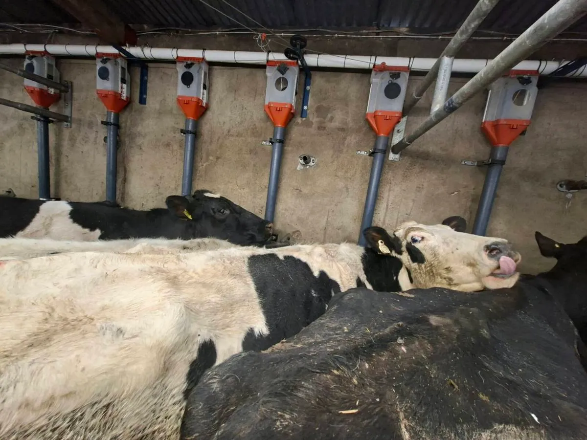 10 freshly carved heifers - Image 1