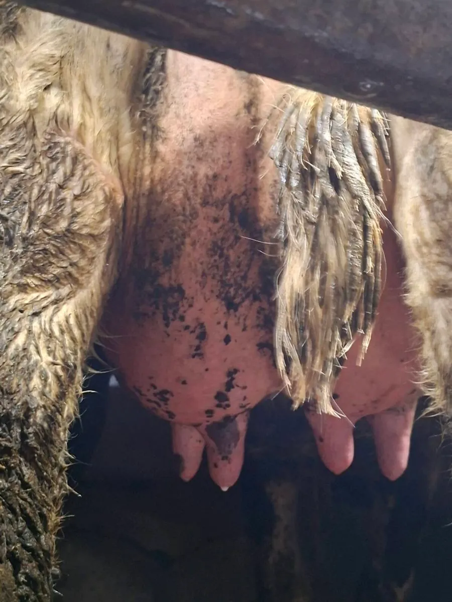 10 freshly carved heifers - Image 3