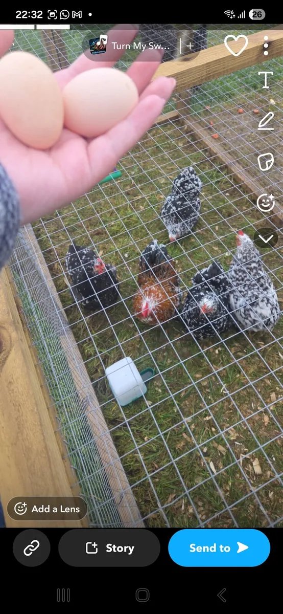 Hatching eggs Pekin bantam - Image 1