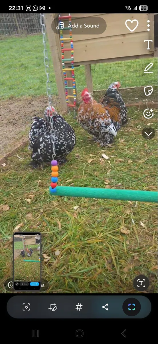 Hatching eggs Pekin bantam - Image 2