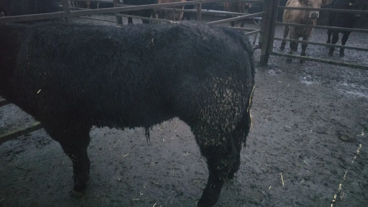 2 Bull weanlings - Image 4