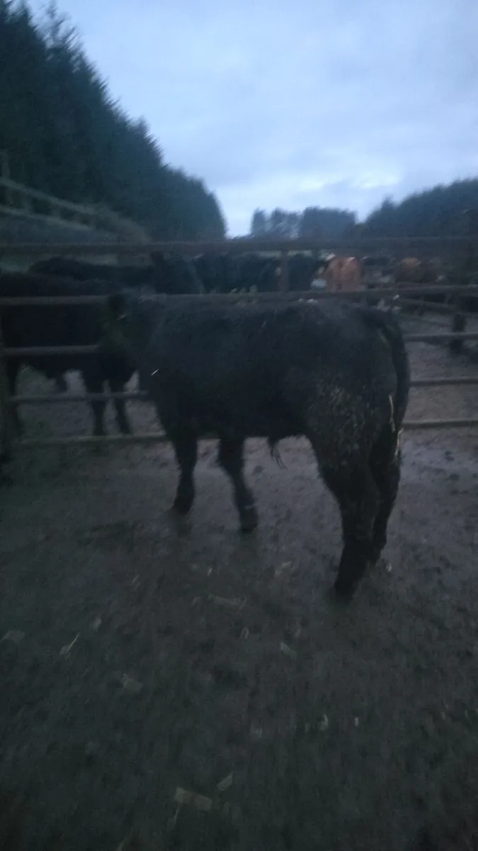 2 Bull weanlings - Image 2