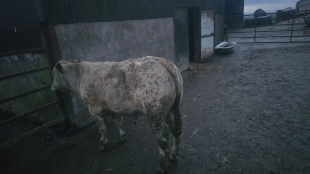 2 Bull weanlings - Image 3