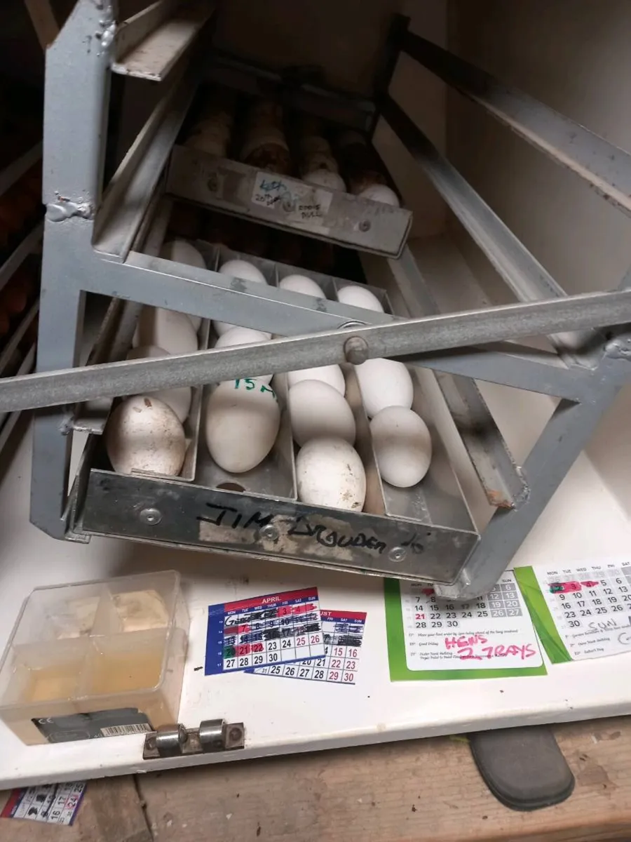 864 egg masselles incubator - Image 2