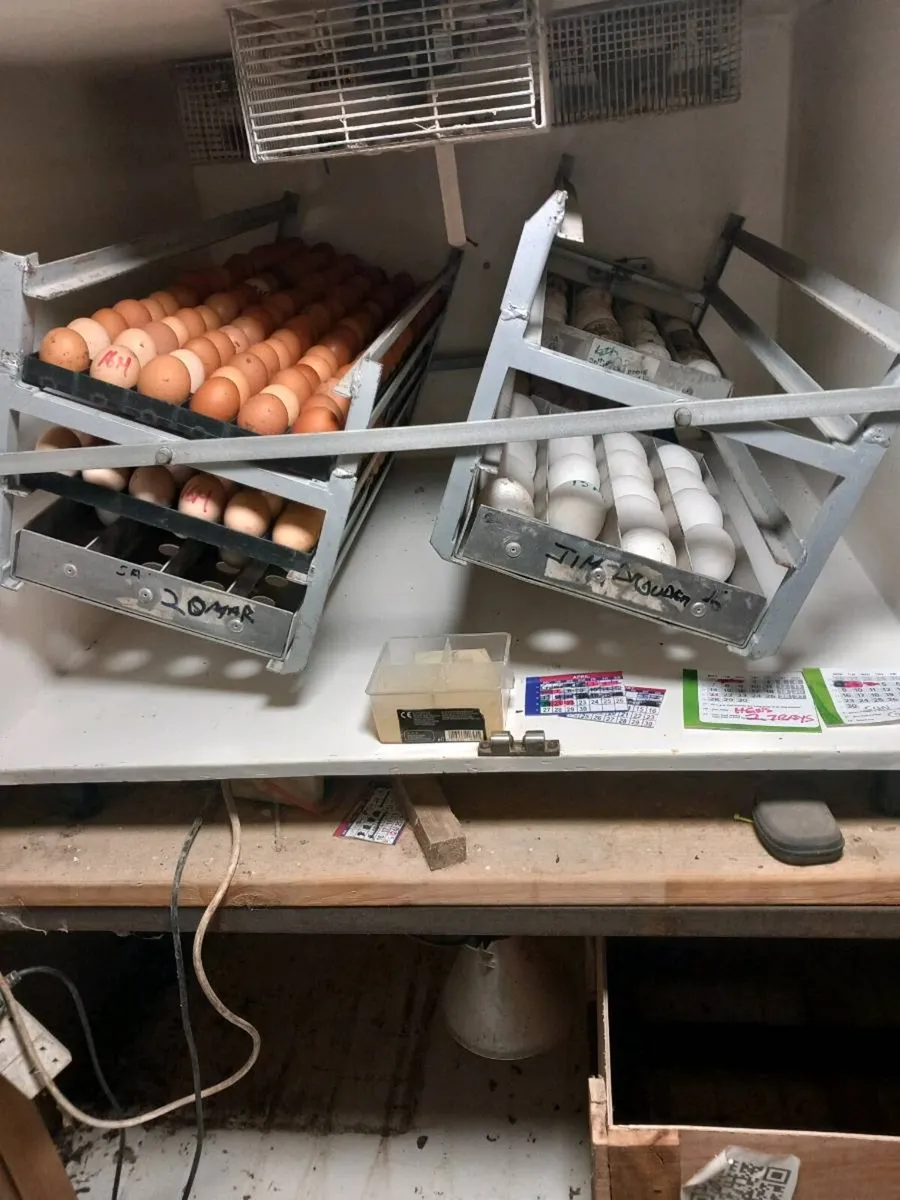 864 egg masselles incubator - Image 3