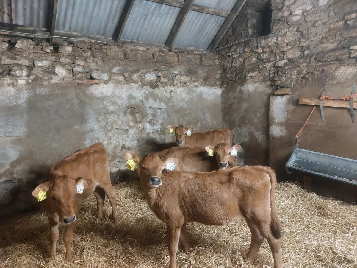 Pedigree Jersey heifer calves - Image 2