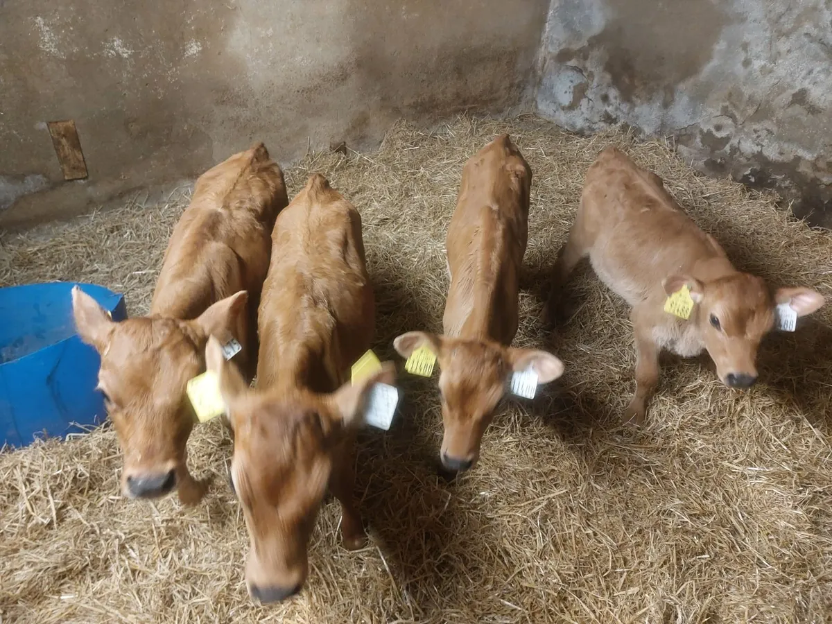 Pedigree Jersey heifer calves - Image 4