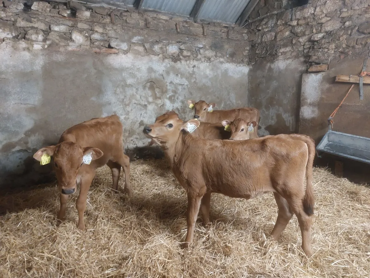 Pedigree Jersey heifer calves - Image 3