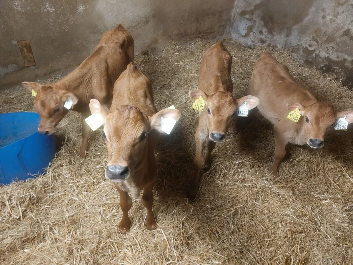 Pedigree Jersey heifer calves - Image 1