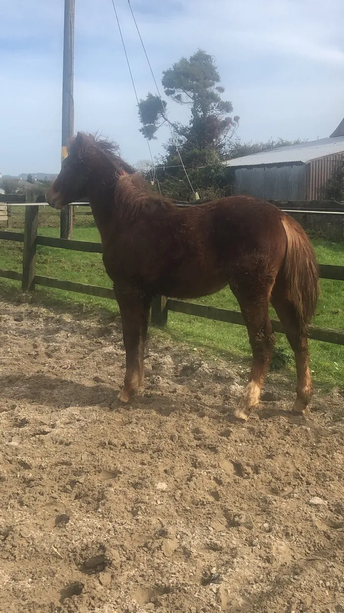 Yearling colt - Image 1