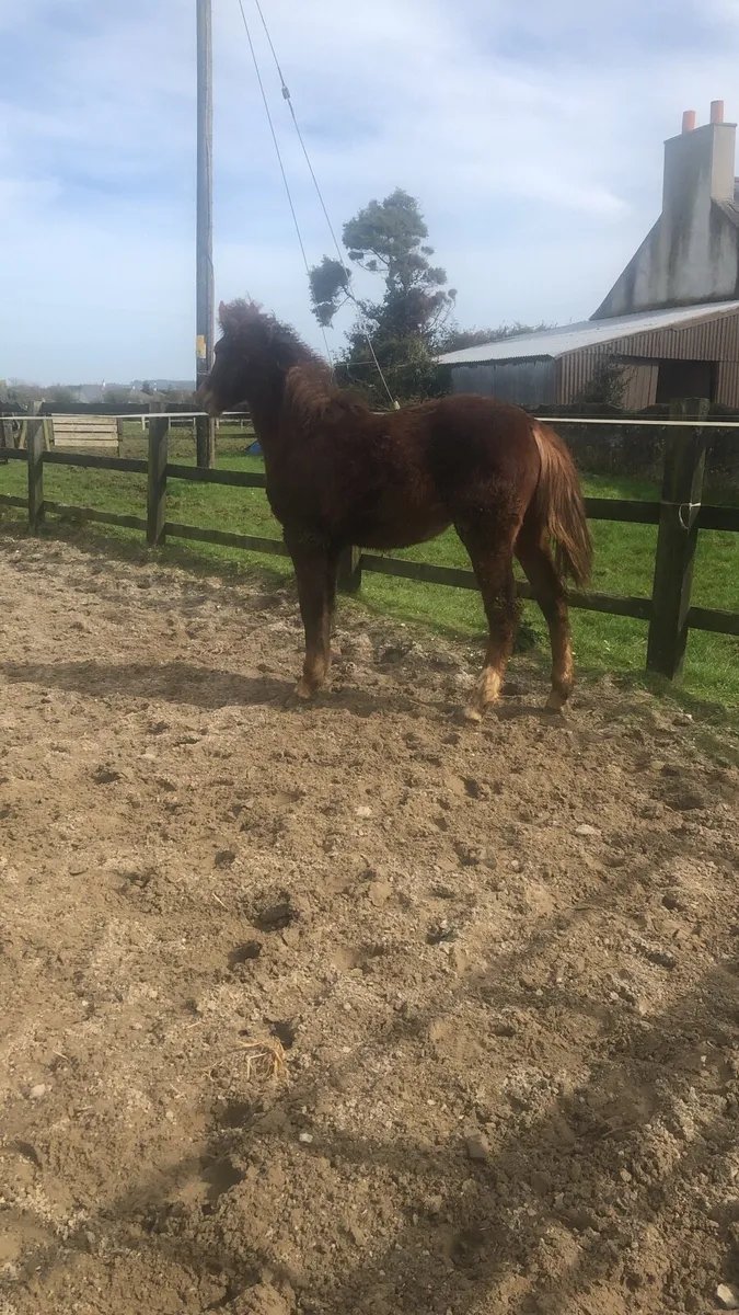 Yearling colt - Image 2