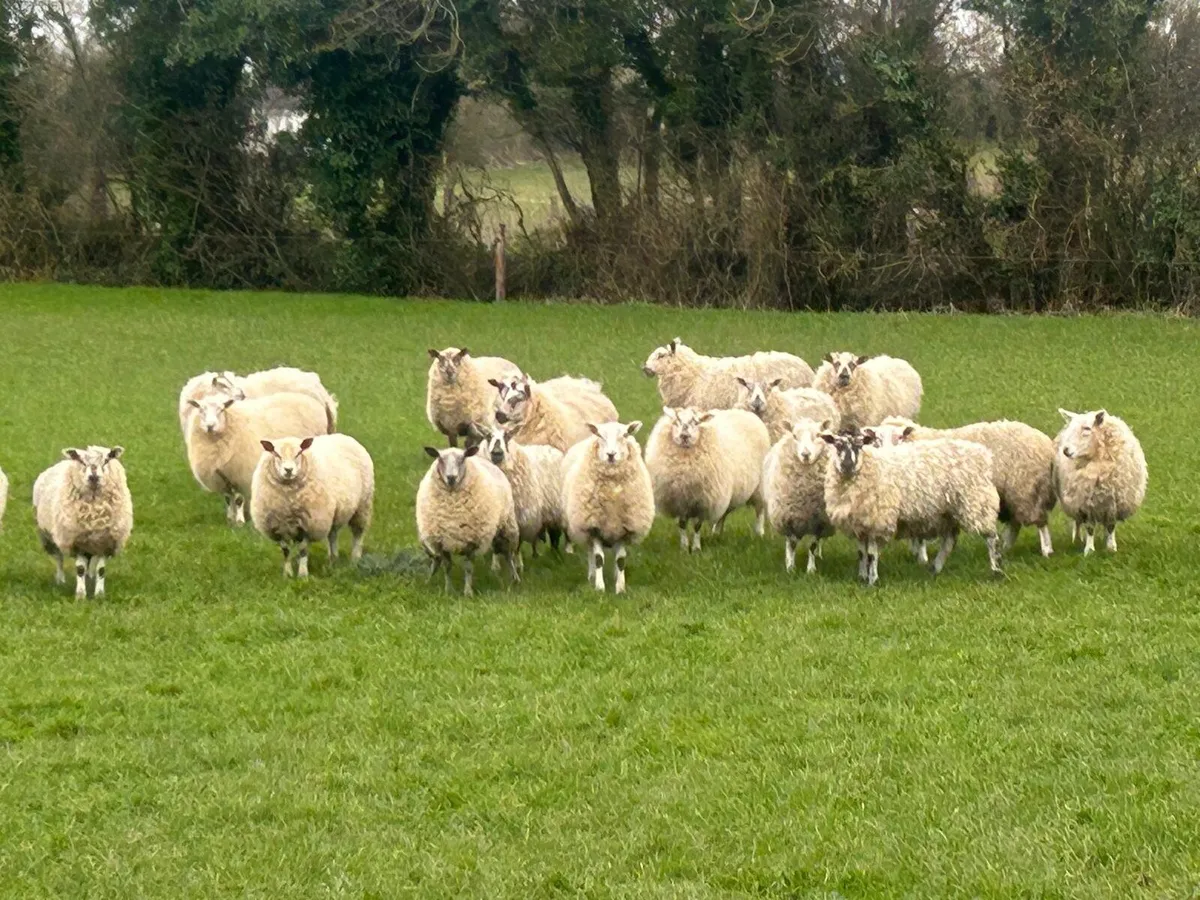 Ewe lambs - Image 1
