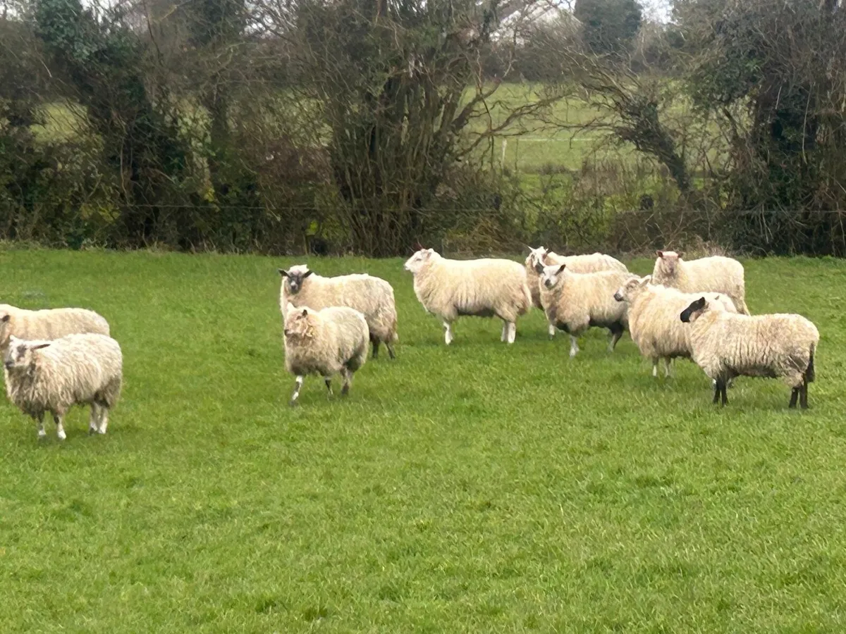 Ewe lambs - Image 2