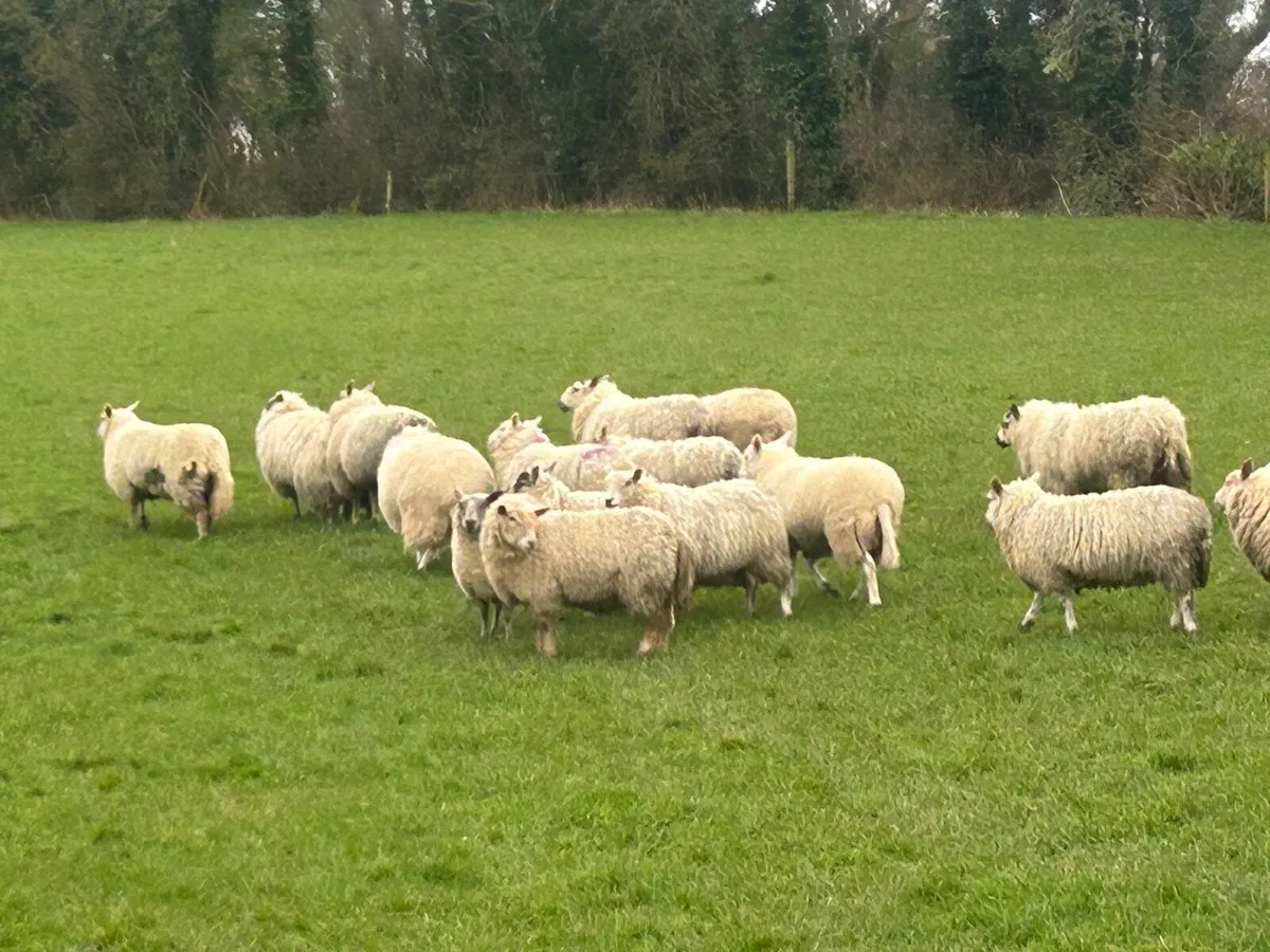 Ewe lambs - Image 3