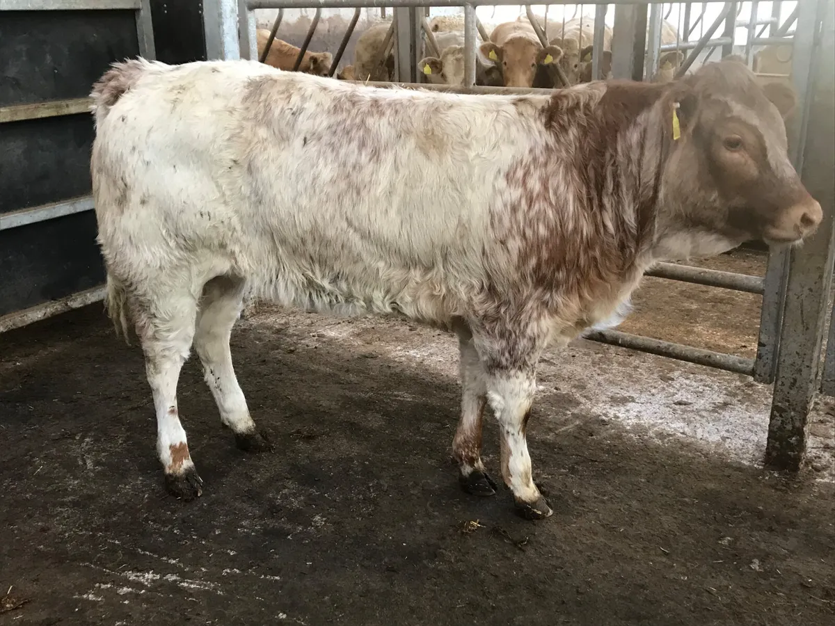 5 Star  Breeding Heifers - Image 1