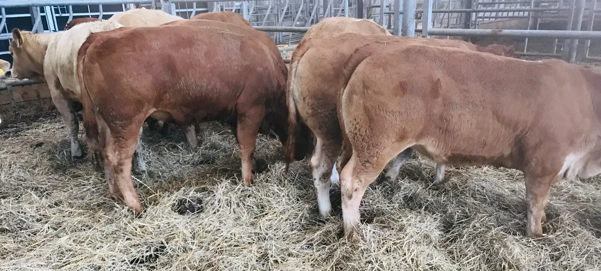 5 Star  Breeding Heifers - Image 3