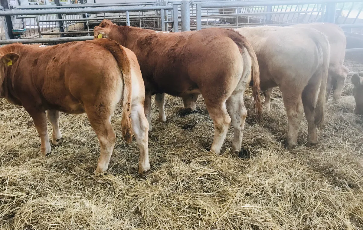 5 Star  Breeding Heifers - Image 2