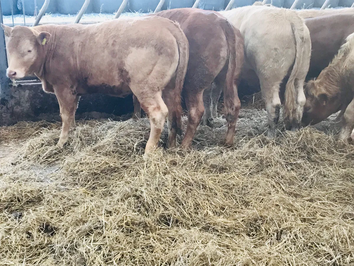 5 Star  Breeding Heifers - Image 4