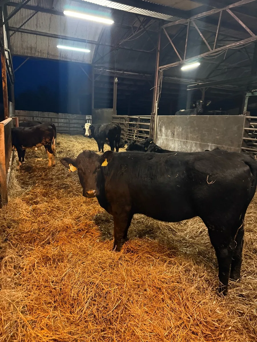 Heifer Yearlings - Image 1