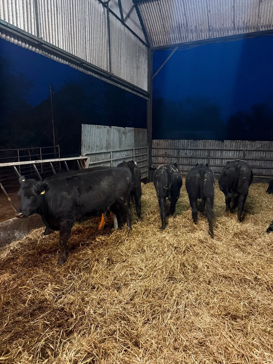 Heifer Yearlings - Image 2