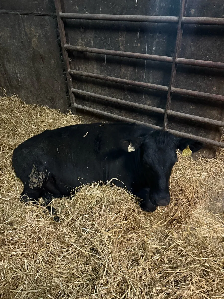 Heifer Yearlings - Image 4