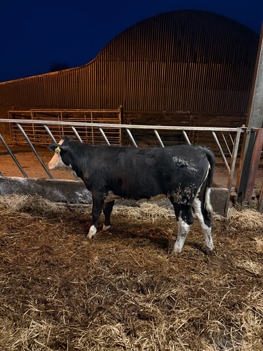 Heifer Yearlings - Image 3