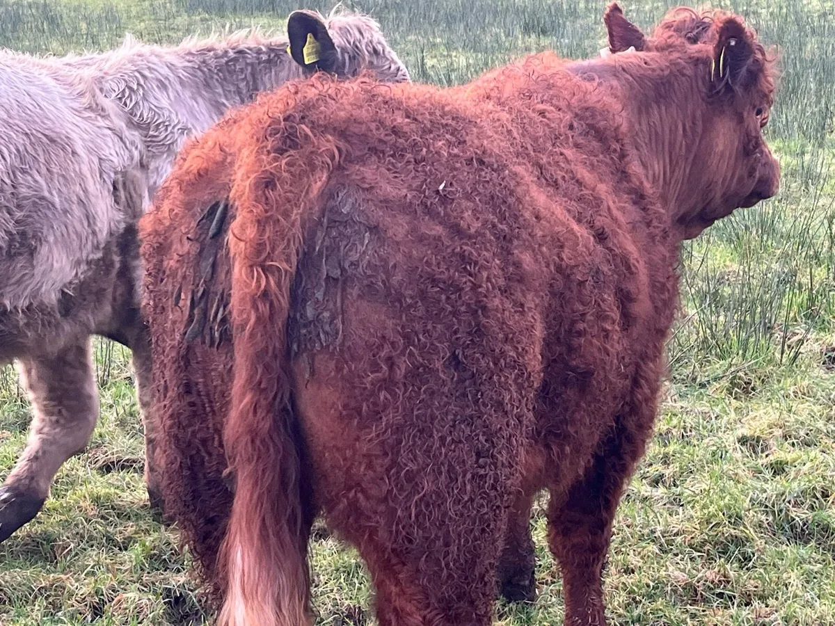 Organic Purebred Saler Bull - Image 2