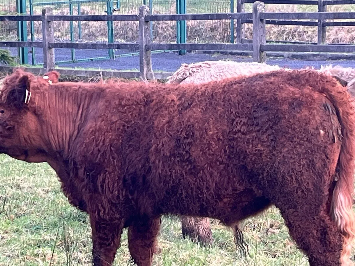 Organic Purebred Saler Bull - Image 1
