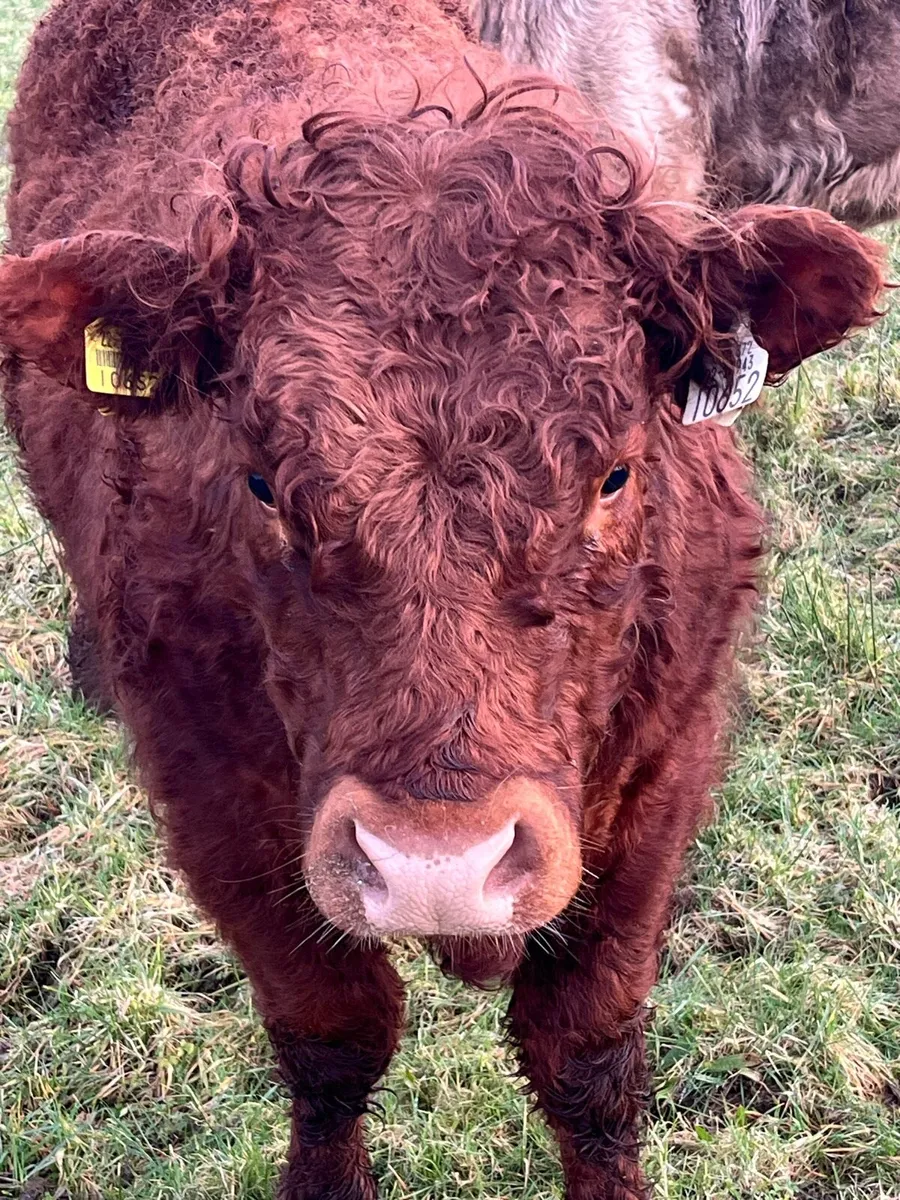 Organic Purebred Saler Bull - Image 3