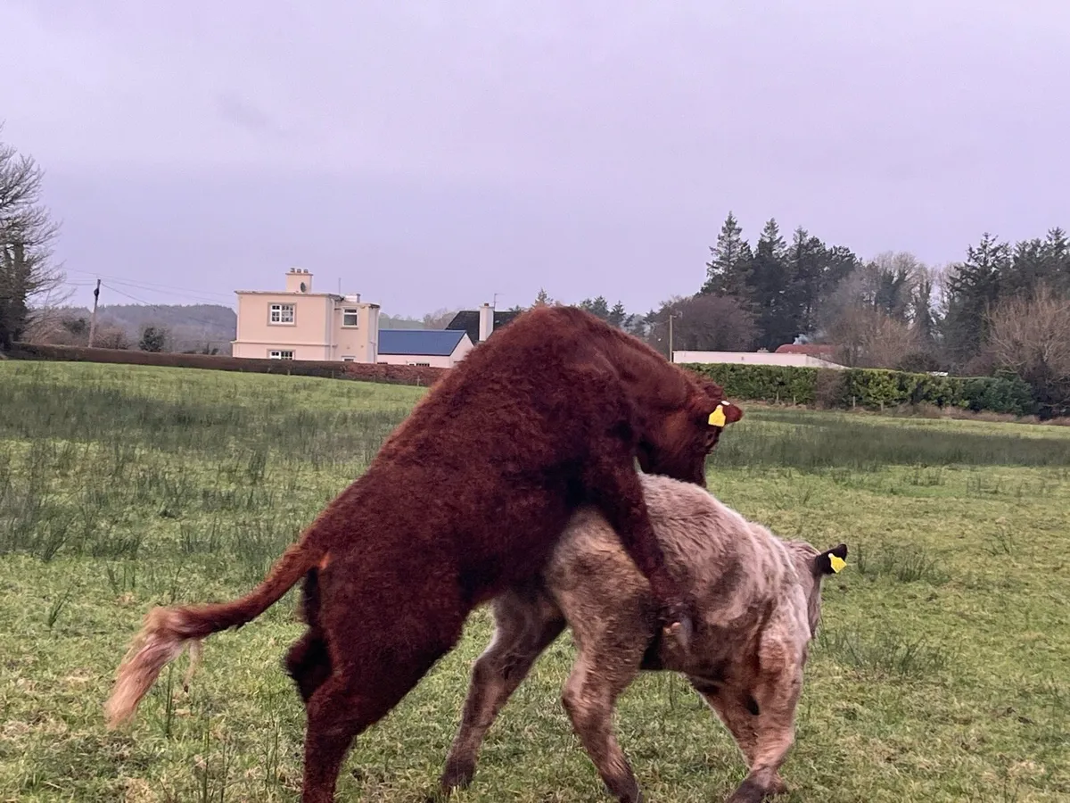 Organic Purebred Saler Bull - Image 4
