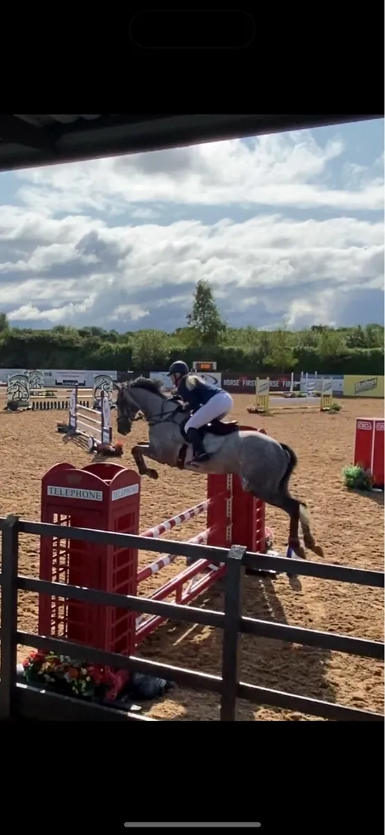 168 Showjumping gelding - Image 1