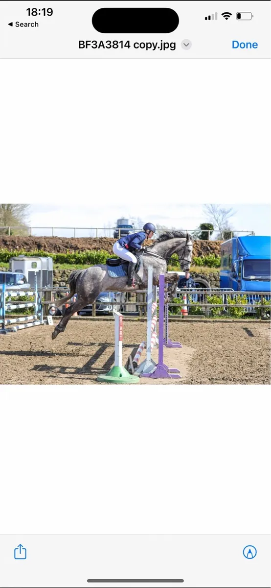 168 Showjumping gelding - Image 2