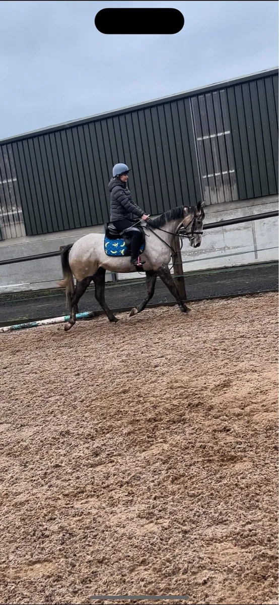 168 Showjumping gelding - Image 3
