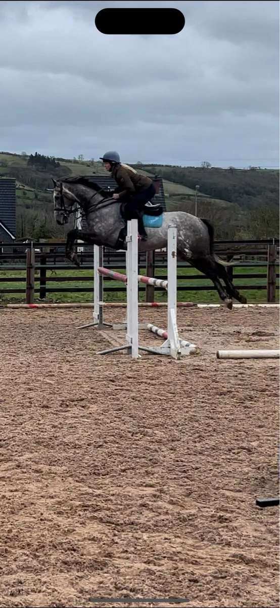 168 Showjumping gelding - Image 4