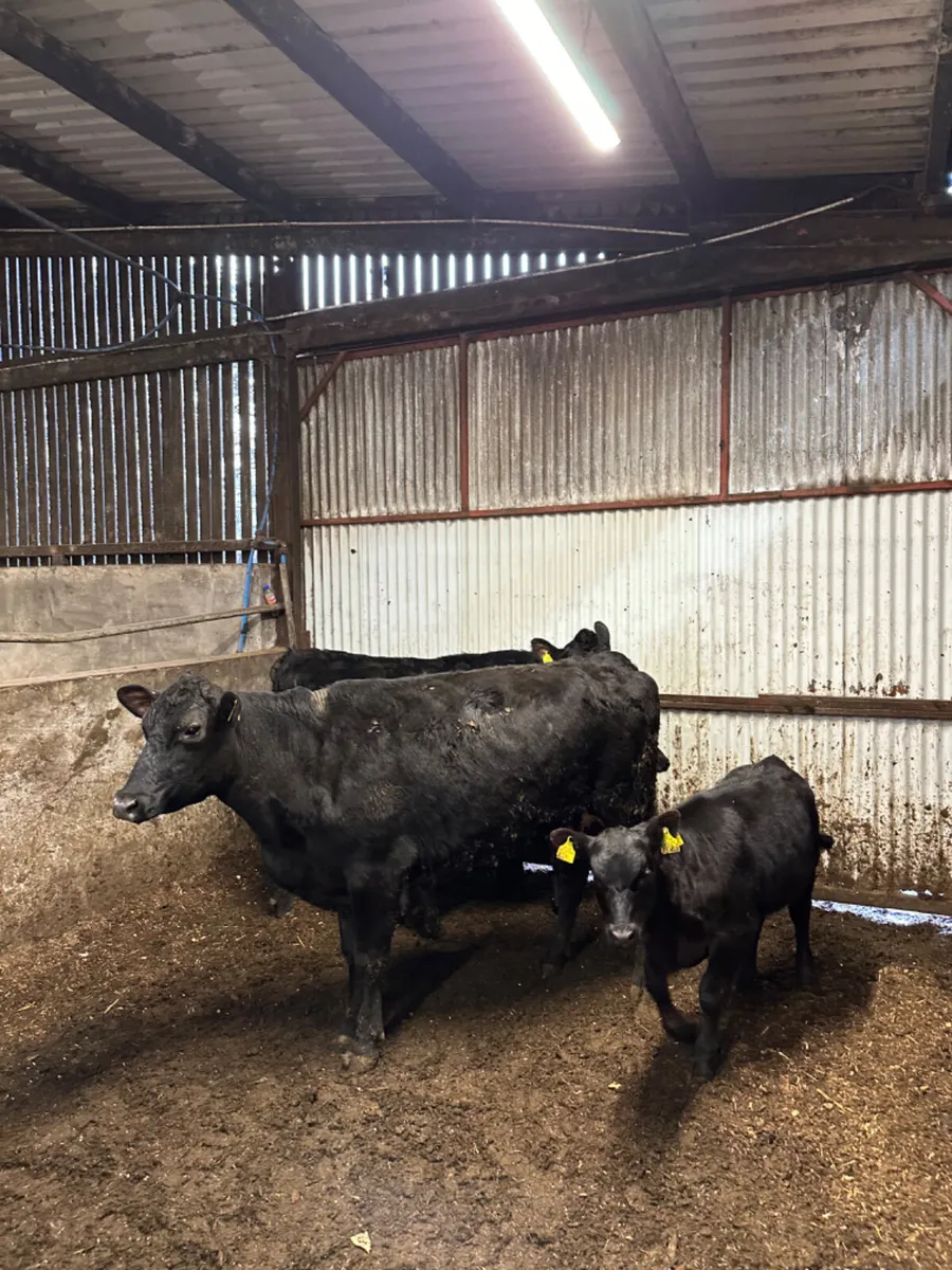 Angus first calving outfits - Image 3