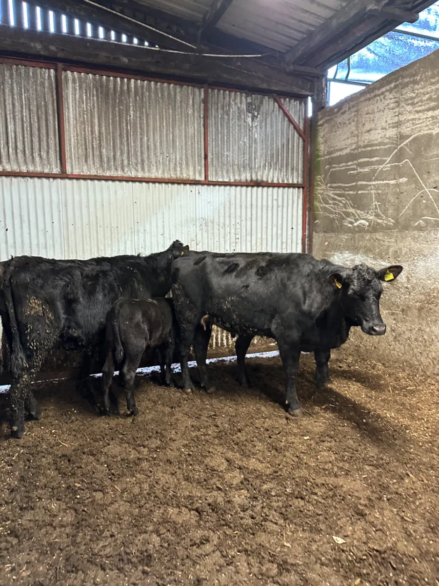 Angus first calving outfits - Image 2