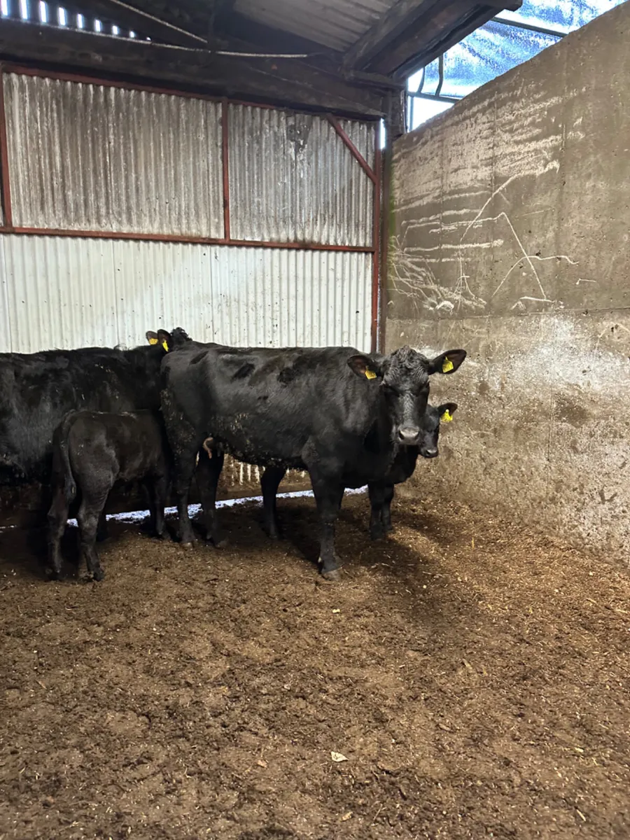 Angus first calving outfits - Image 1