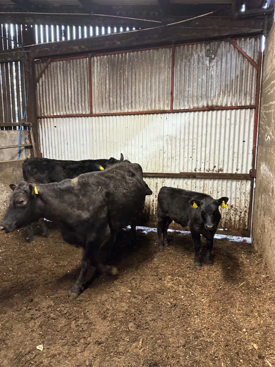 Angus first calving outfits - Image 4