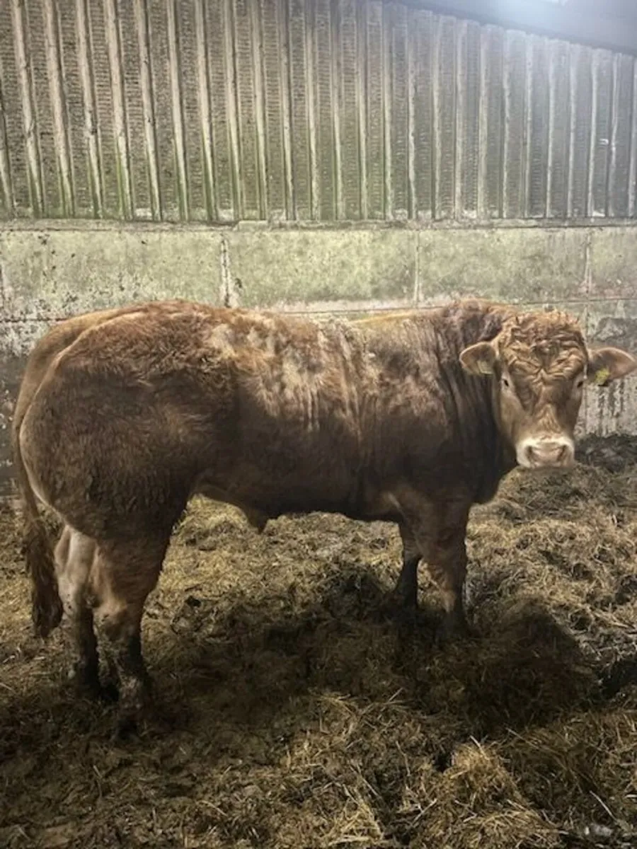 Pedigree Limousin Bull - Image 1