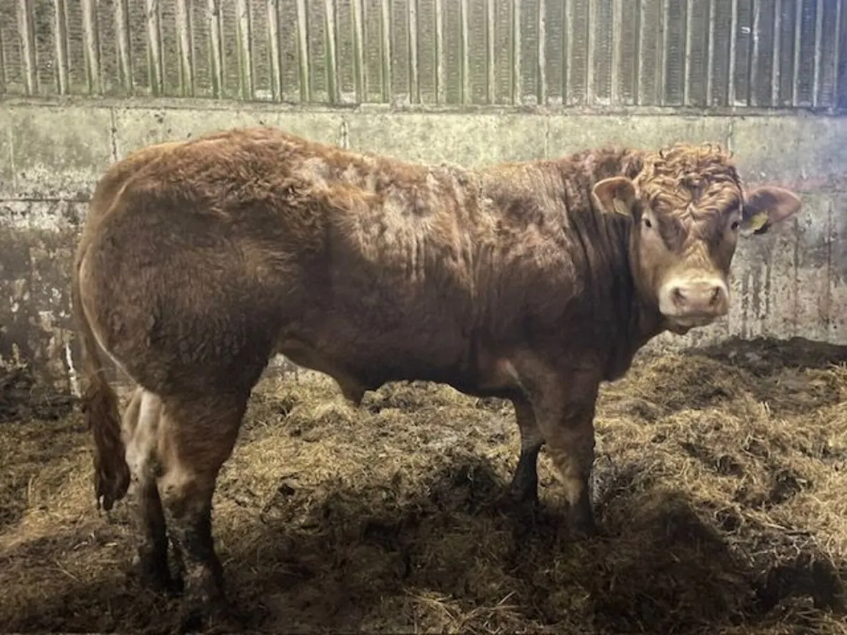 Pedigree Limousin Bull - Image 3