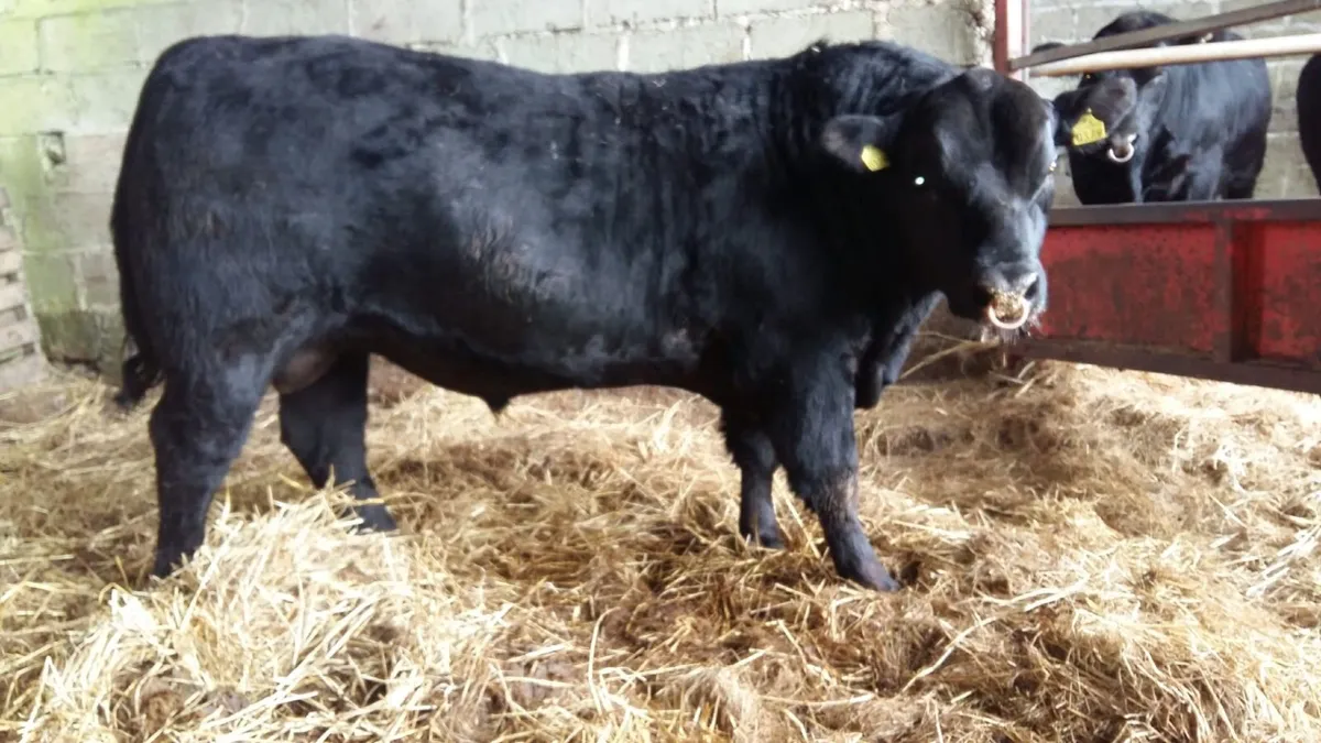 Angus Bulls - Image 3