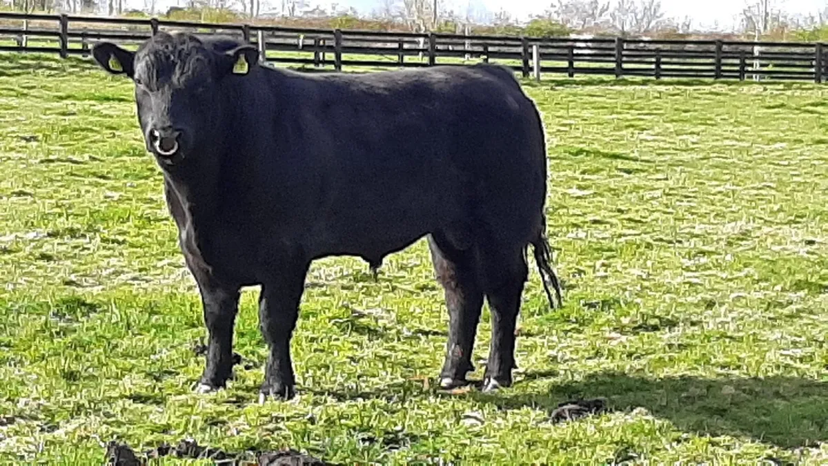 Angus Bulls - Image 2