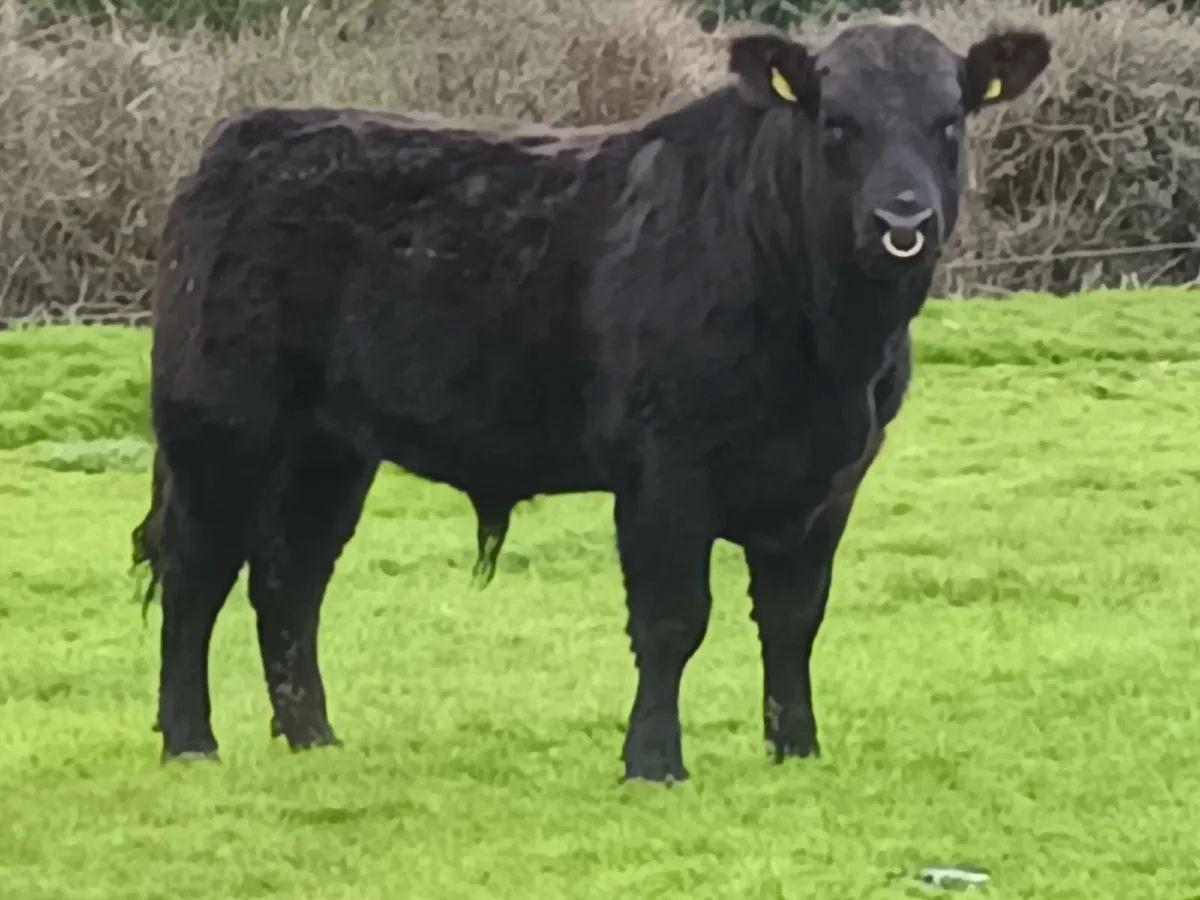 Angus Bulls - Image 1