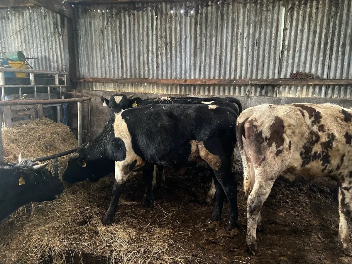 Weanling Bulls - Image 2