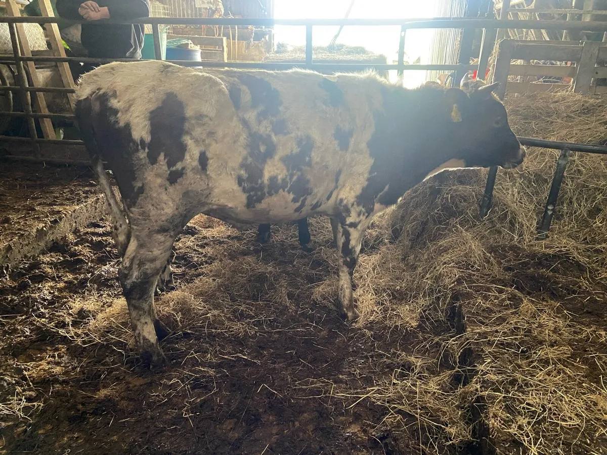 Weanling Bulls - Image 3