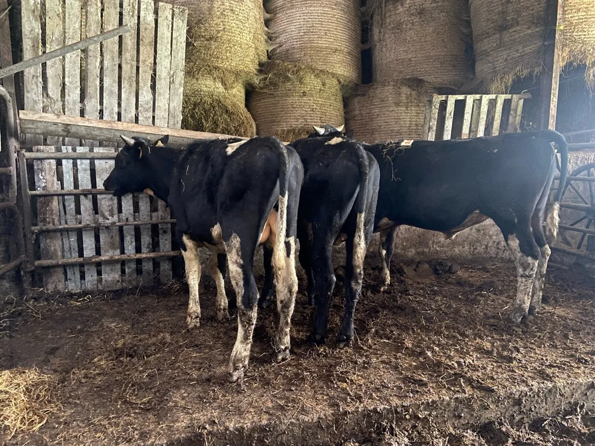 Weanling Bulls - Image 1