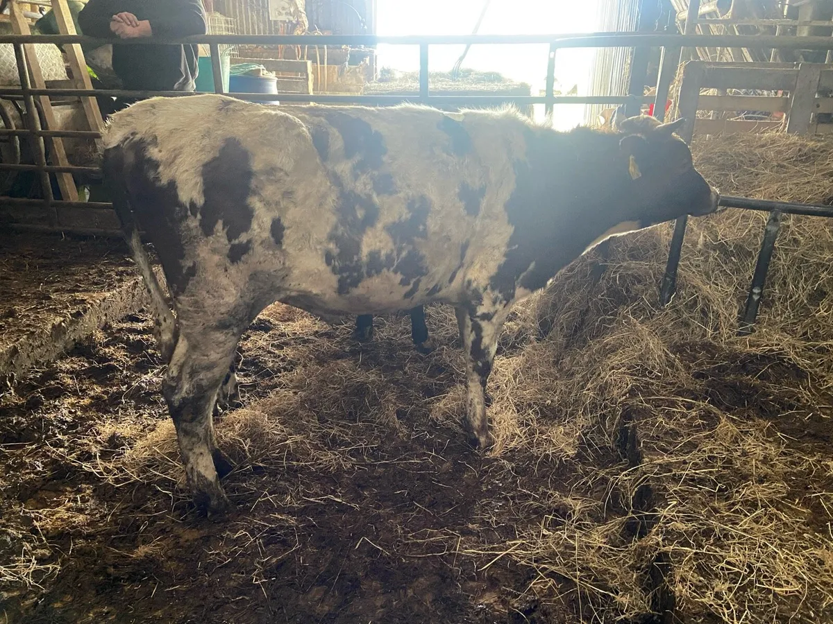 Weanling Bulls - Image 4