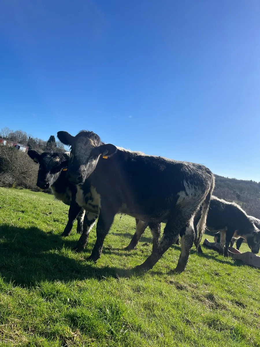 Speckle park weanlings X - Image 1