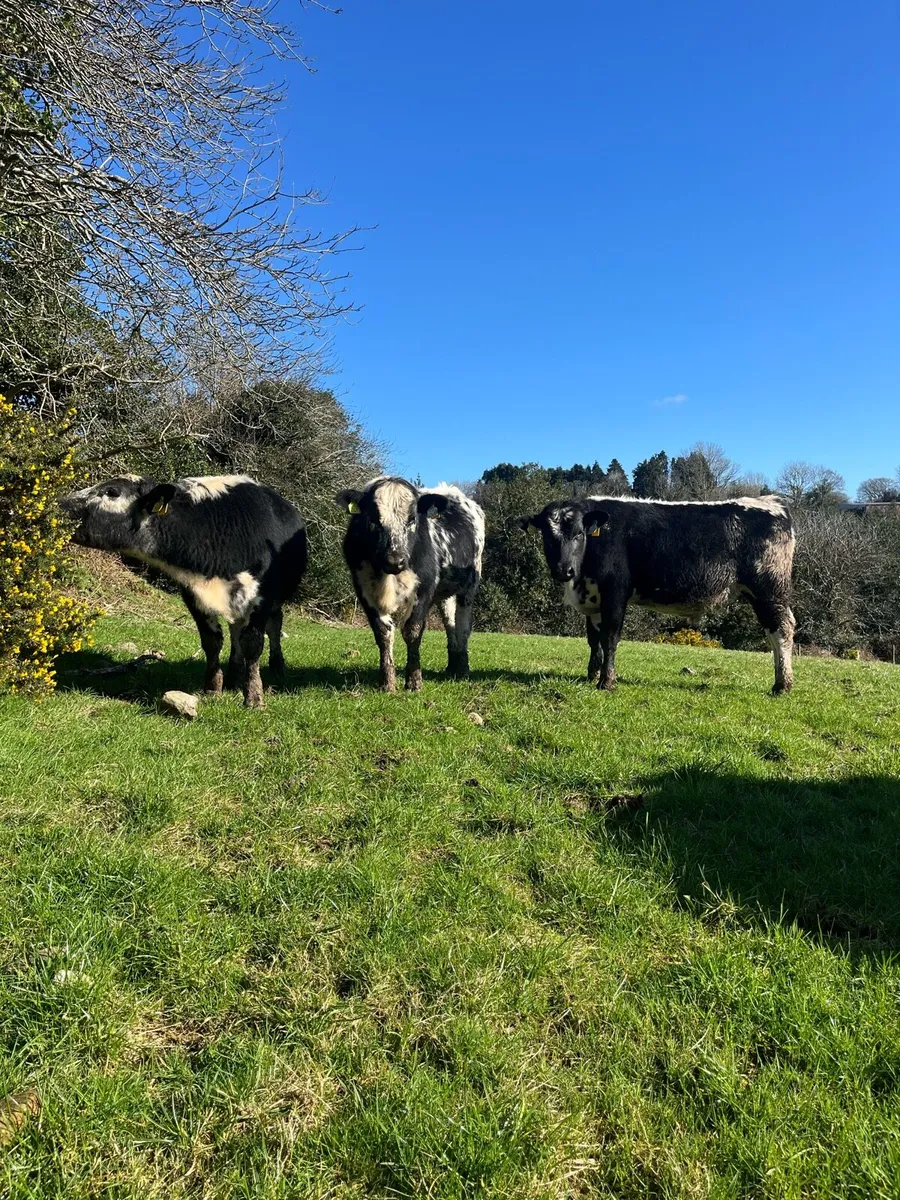 Speckle park weanlings X - Image 2